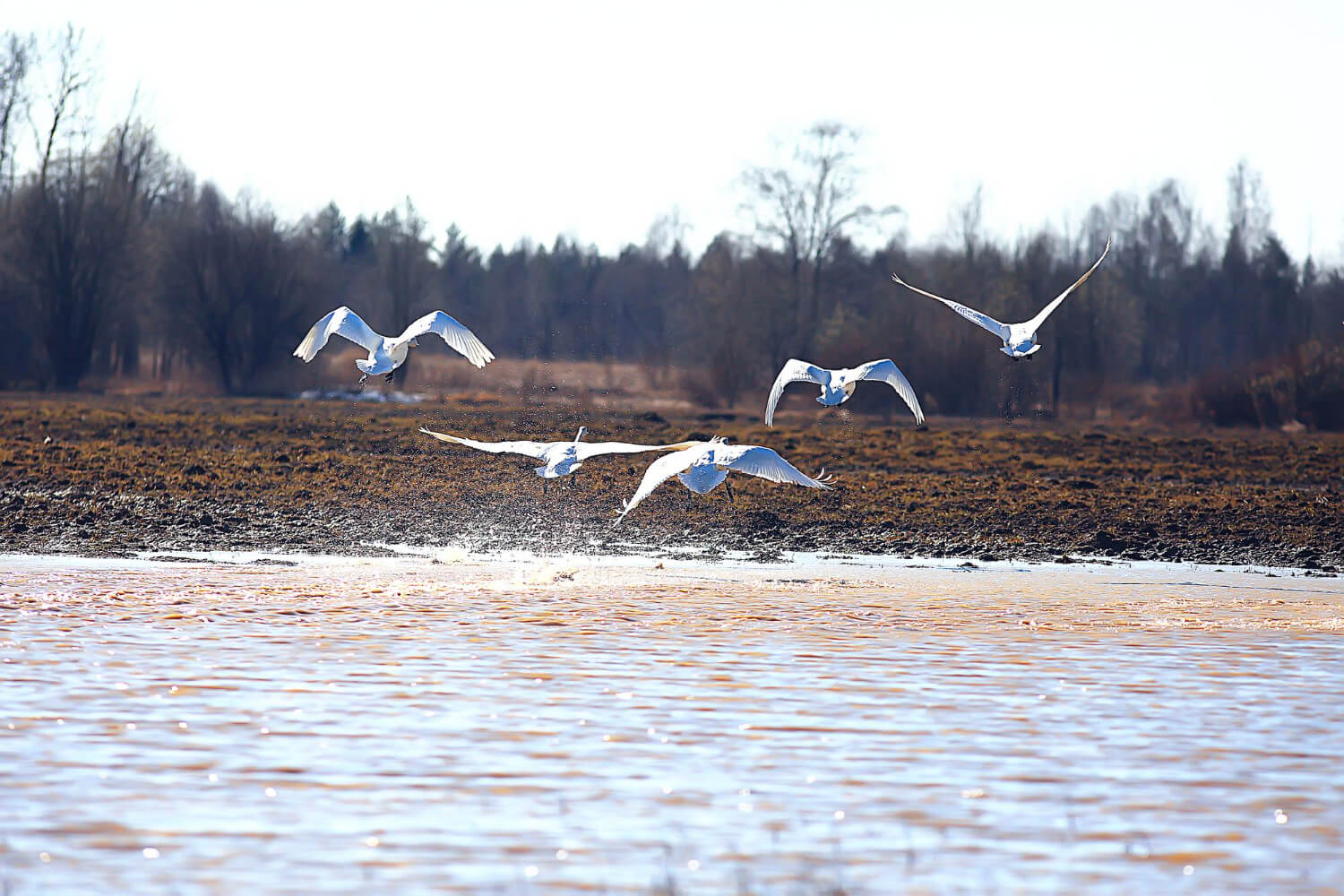 Jawai peaceful resort