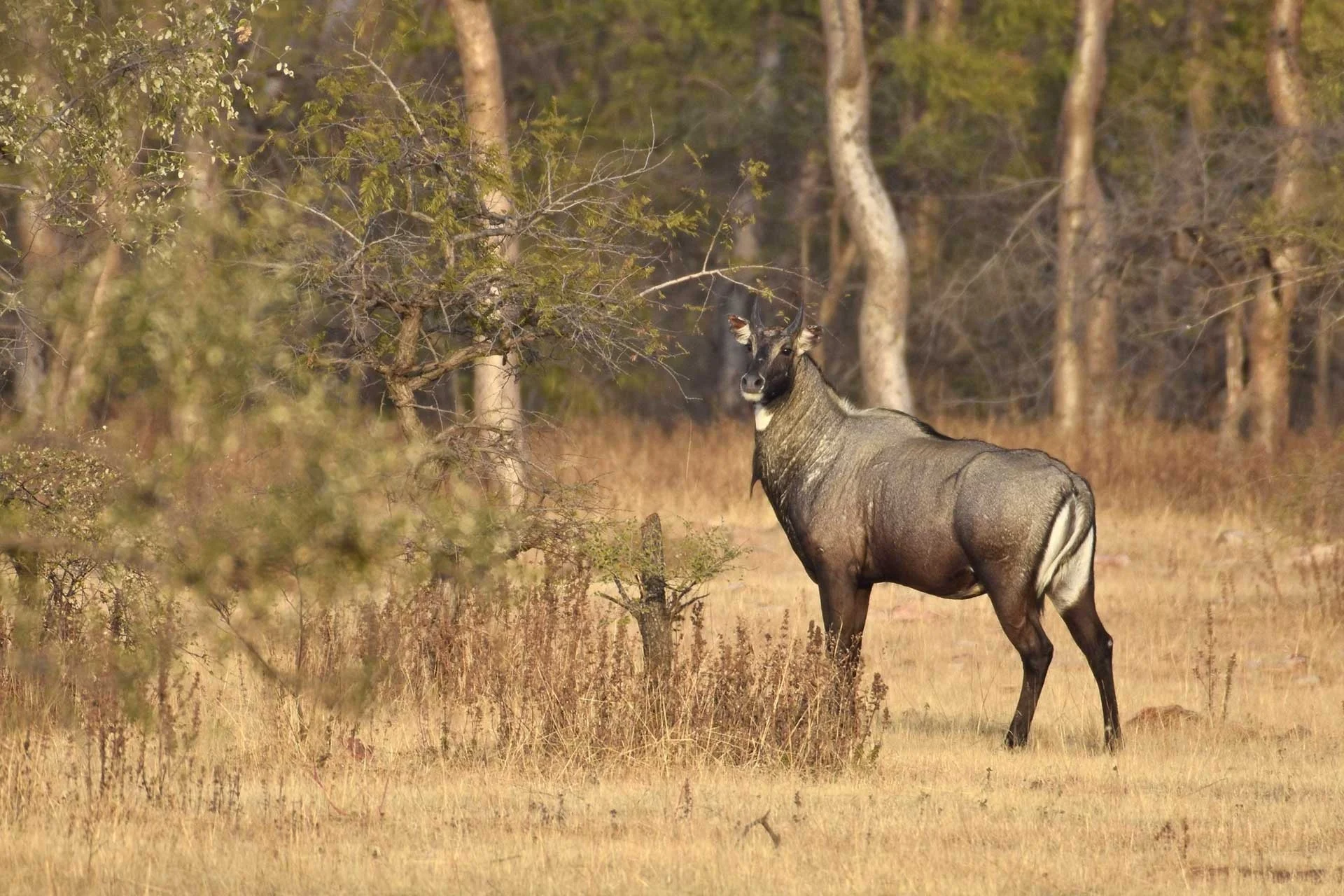 Gadhi Sanctuary