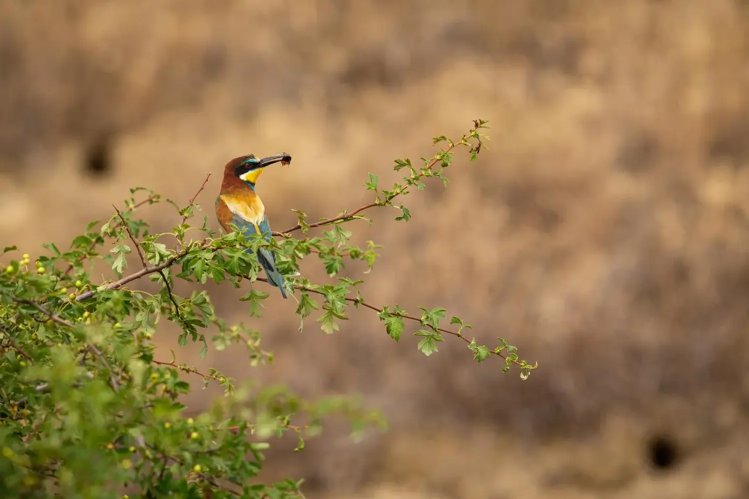 wildlife safari Jim Corbett
