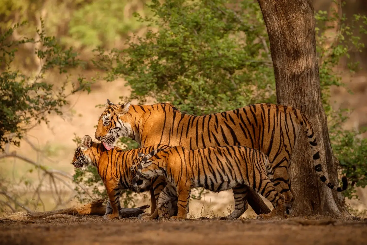 things to do in Jim Corbett
